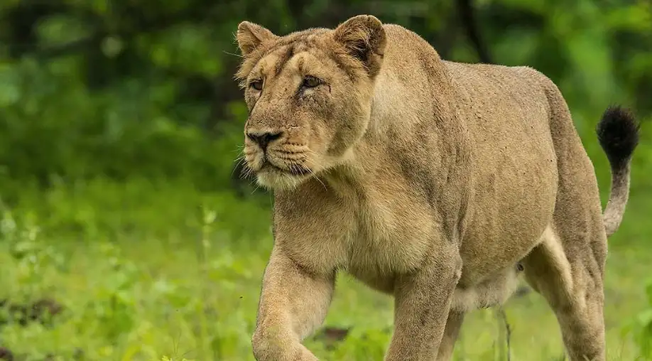 Gujarat Wildlife Safari Tour
