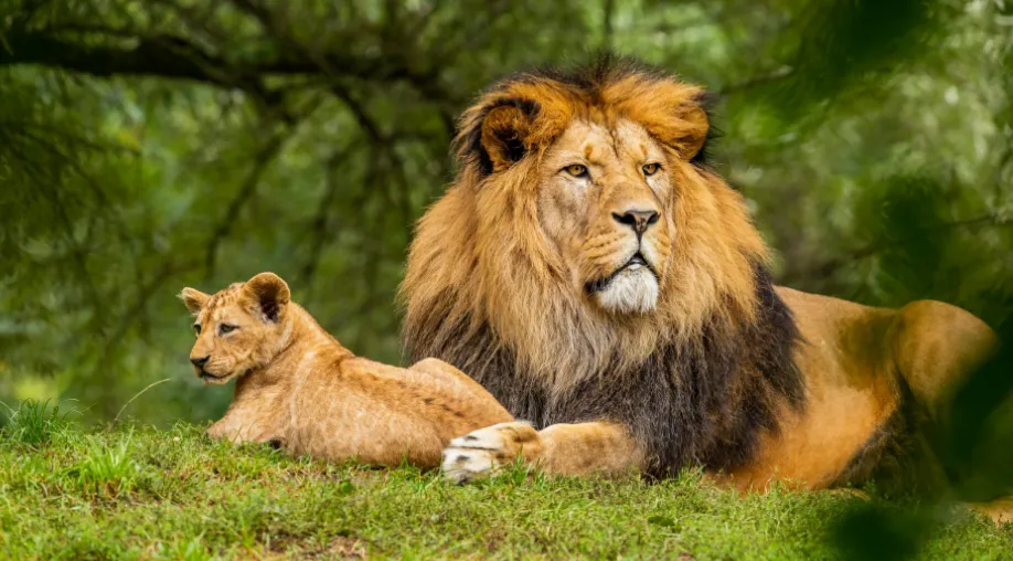27 Days Rajasthan Tour with Wildlife