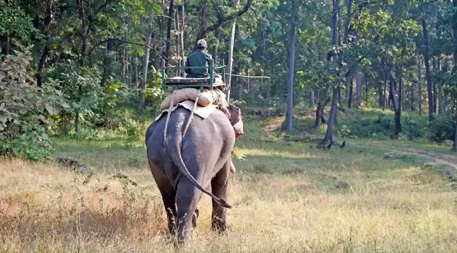 Elephant Safaris in India