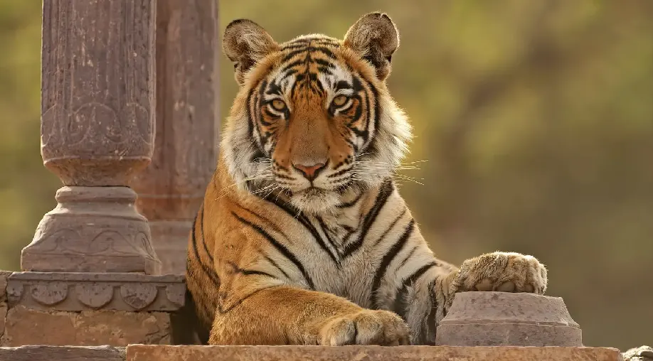 India Jungle Safari Tour Package