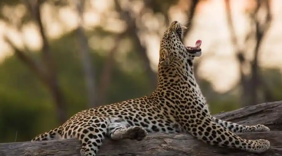 Jhalana Leopard Safari Tour
