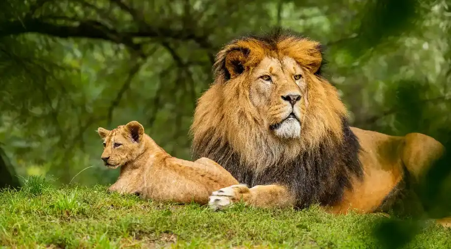 Gujarat Wildlife Tour Package
