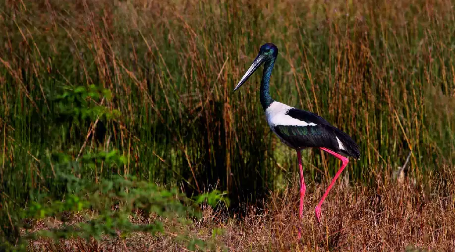 Gujarat Birding & Wildlife Tour
