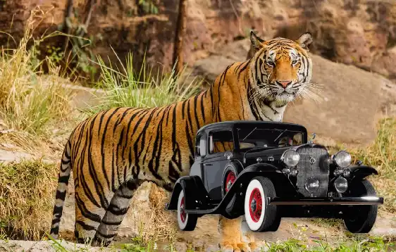 Wedding Car Rental Ranthambore