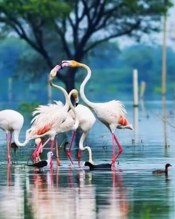 Bharatpur Tour Packages