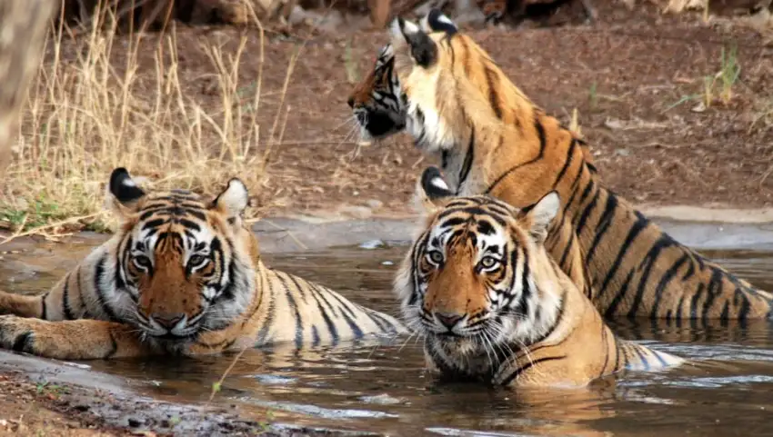 National Parks in Rajasthan