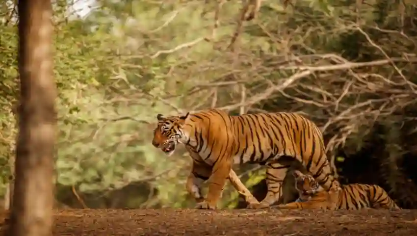 Sariska National Park Safari Guide