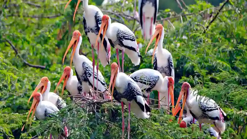 Keoladeo Ghana National Park