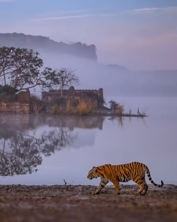 Ranthambore Tour Packages