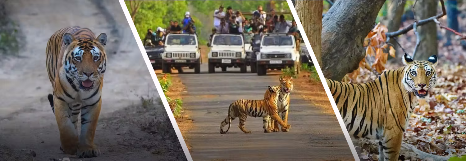 Sariska Tour Package for 3 Days